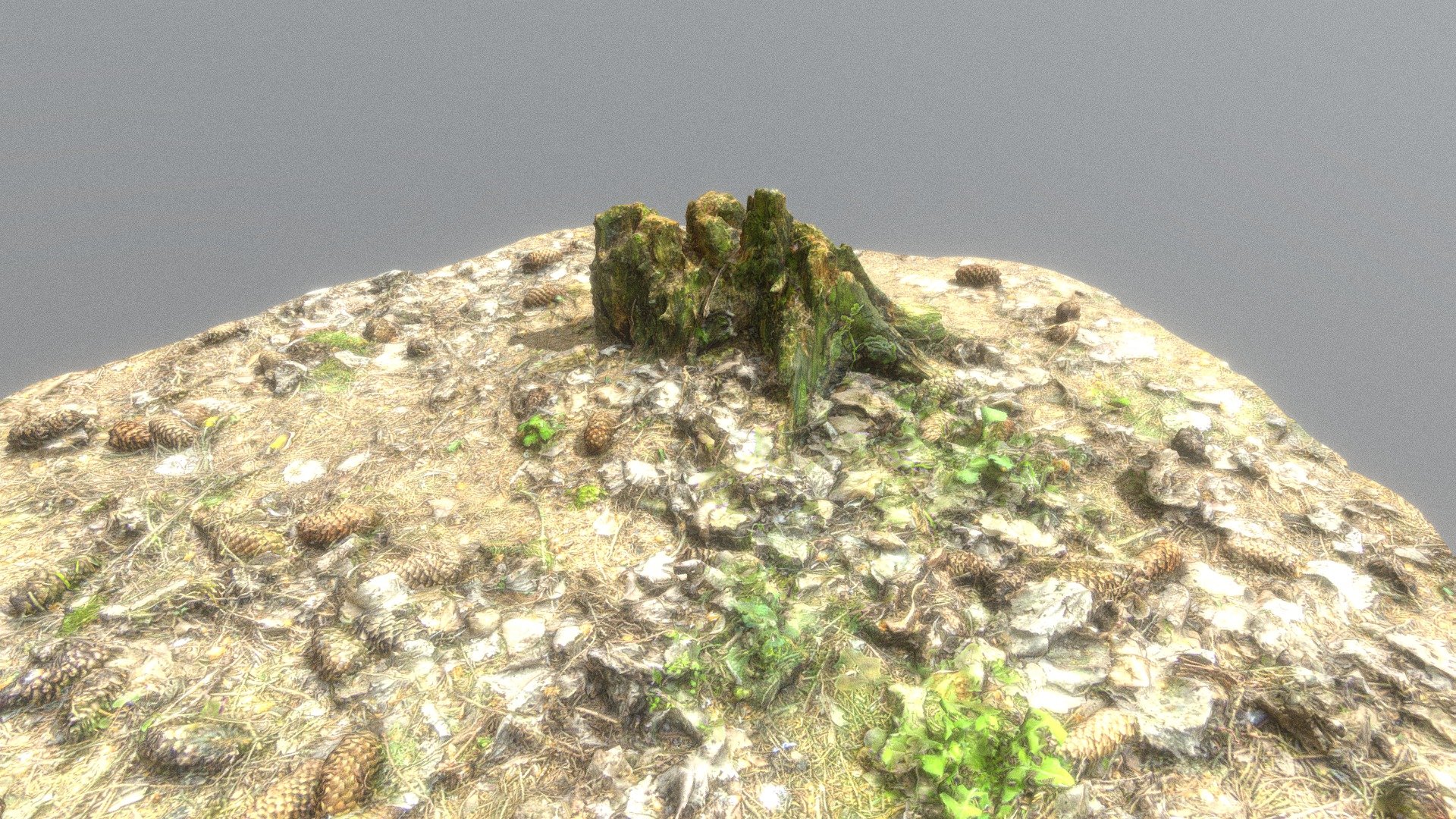 Forest stump