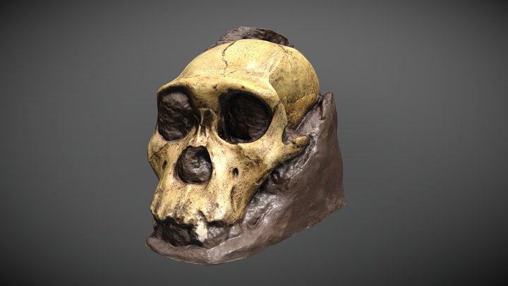 Australopithecus sediba (repro) [reprocessed] 3D Model