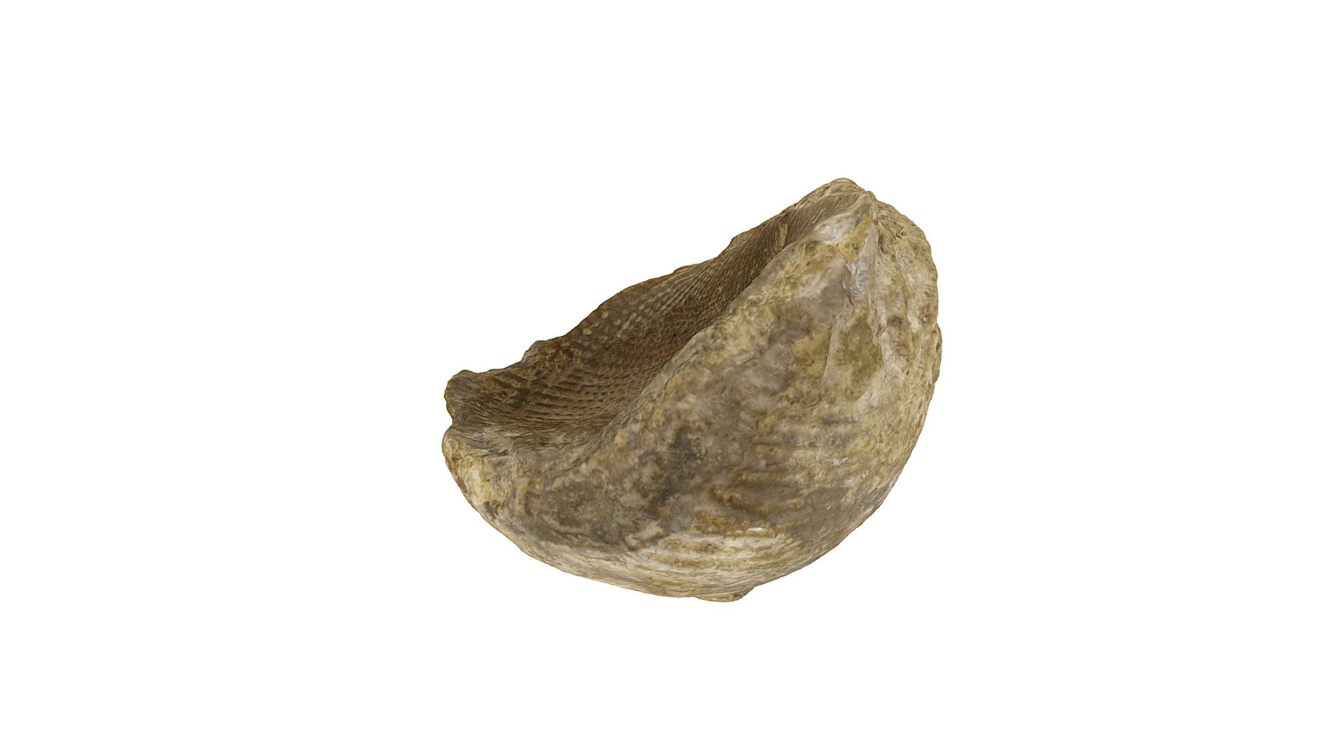 Brachiopod 256 - Download Free 3D model by rocksandminerals [185ca28 ...