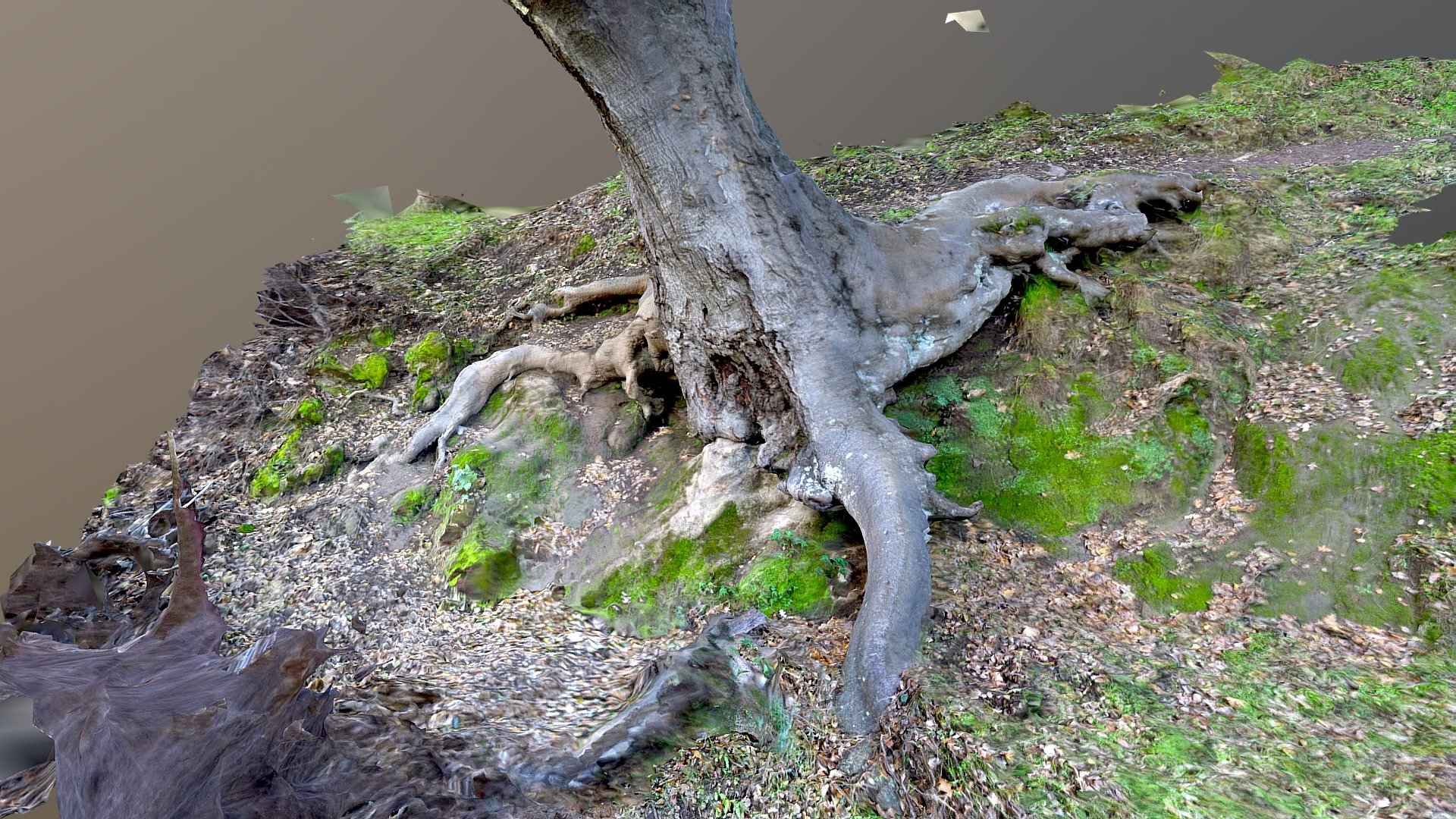 Oaktrunkhillside