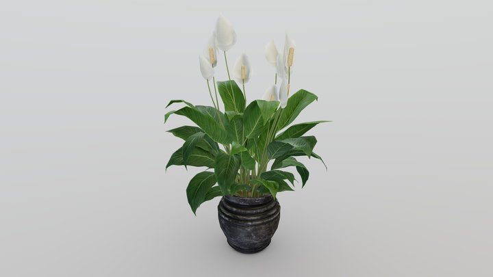 Peace Lily 3D Model