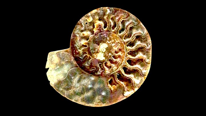 Ammonit 3D Model