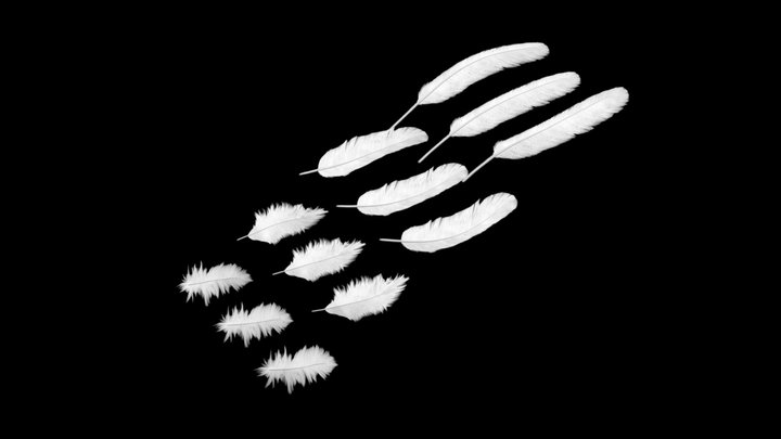 Owl Feather 3D Model