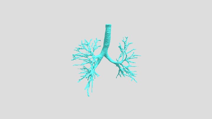 Trachea 3D Model
