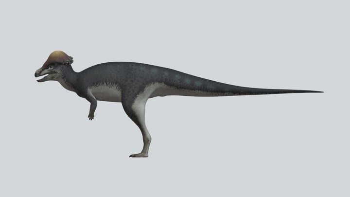 Accurate Pachycephalosaurus wyomingensis