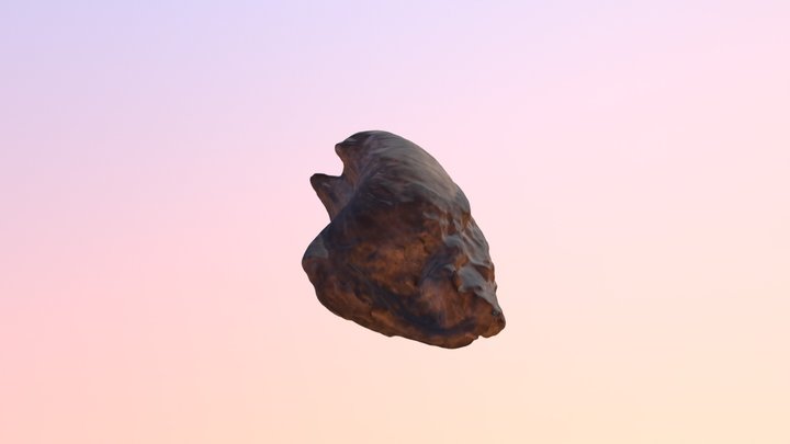 Fossil Clam 3D Model