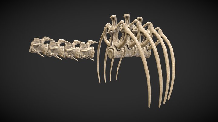 Dinosaur Bones 3D Model