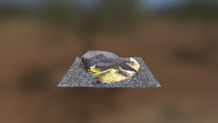RIP Bird 3D Model