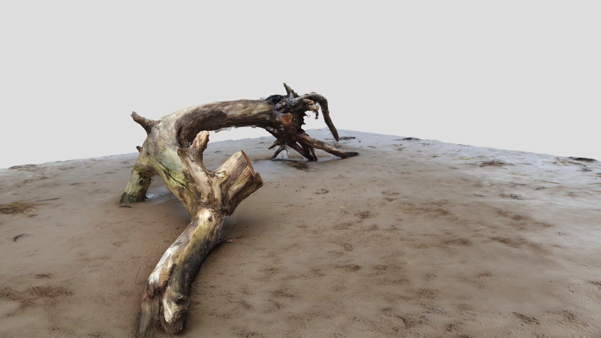 Beach Tree