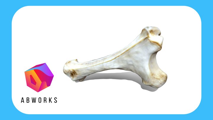 Realistic Bone, Detailed 3D Model