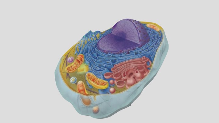 Sel Hewan 3D Model