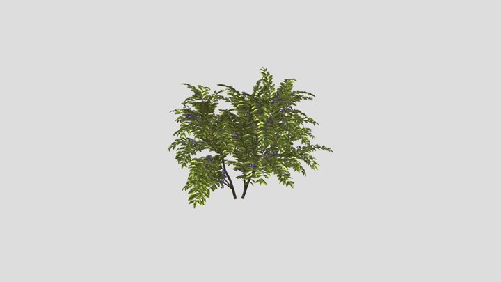 Flower Bush Plant