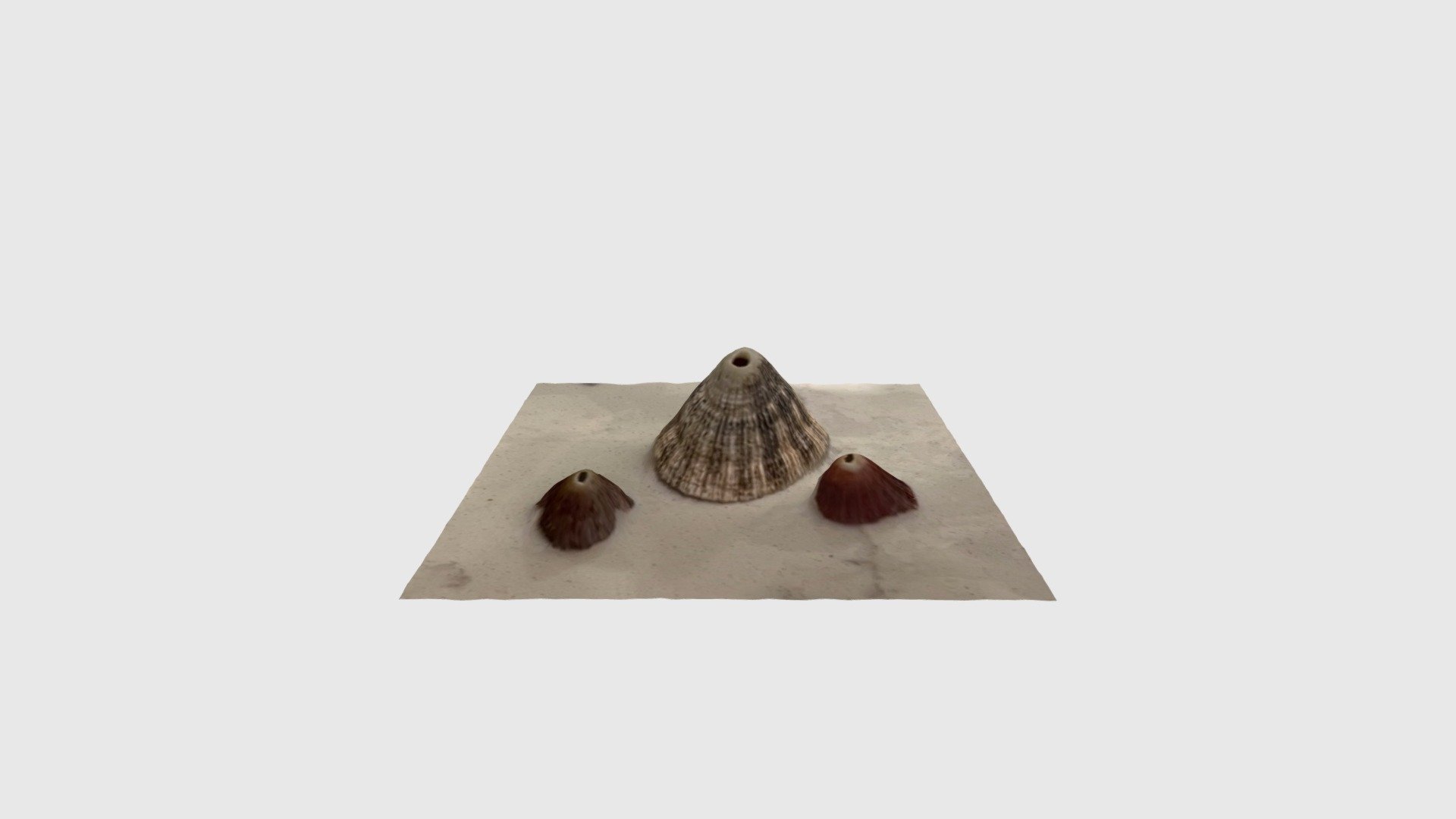 Three limpet shells