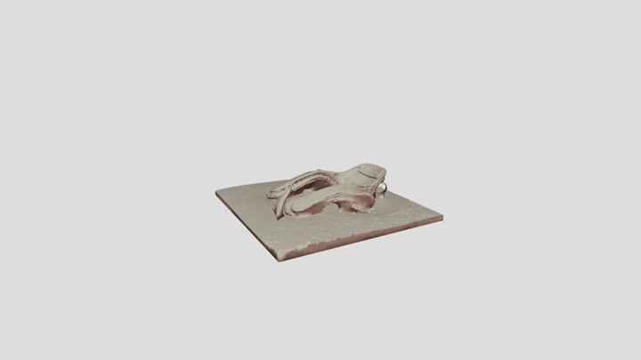 Scan 2022-12-18T20:10:10.421Z 3D Model