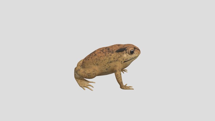 Duttaphrynus melanostictus 3D Model