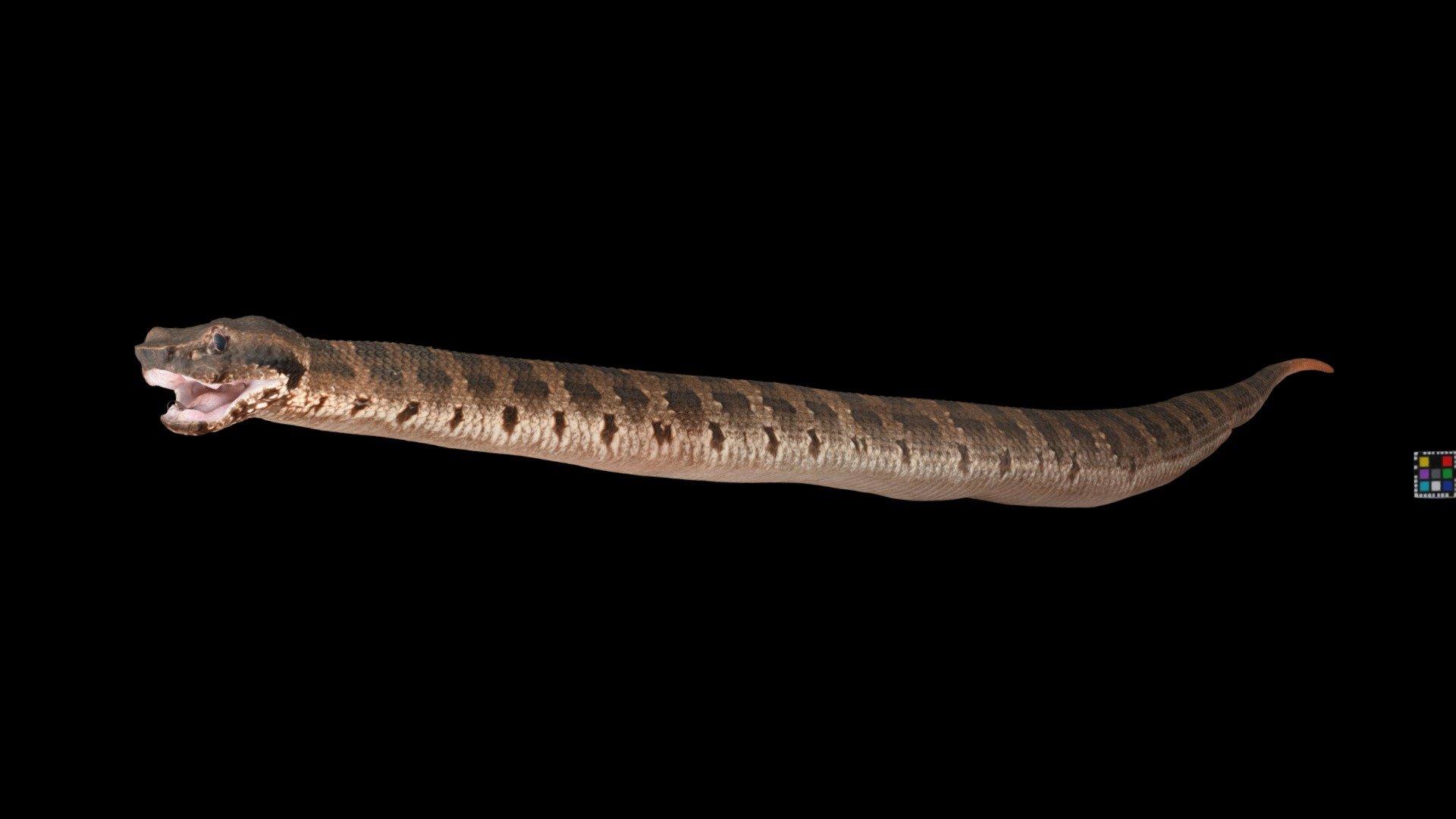 ヒメハブ Dwarf Lancehead Snake, Ovophis okinavensis