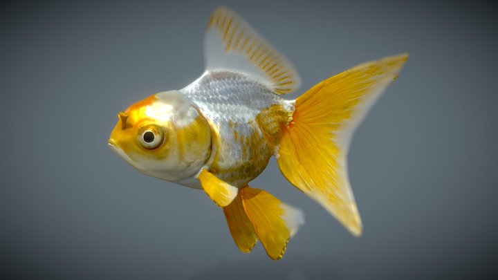 Goldfish_Variety 5 3D Model