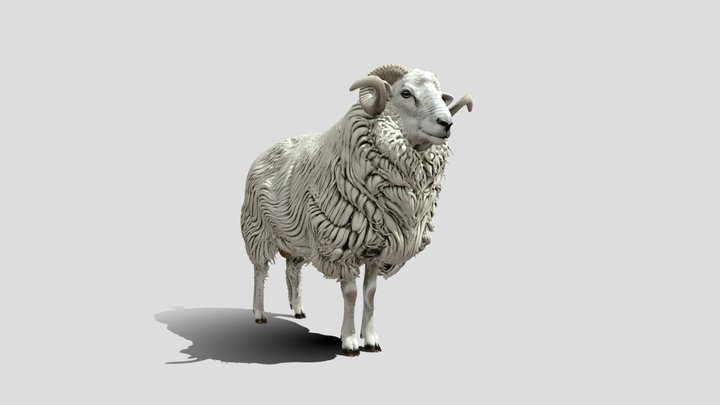 The White sheep 3d Model – Kostenloses 3D-Modell STL