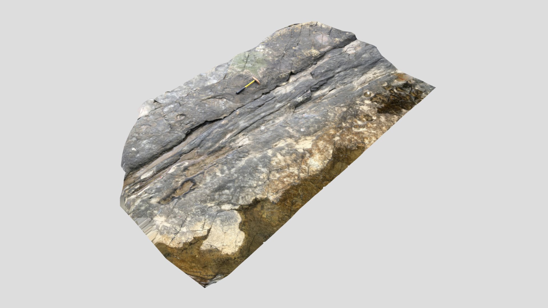 Fossil at Liscannor, Co. Clare, Ireland