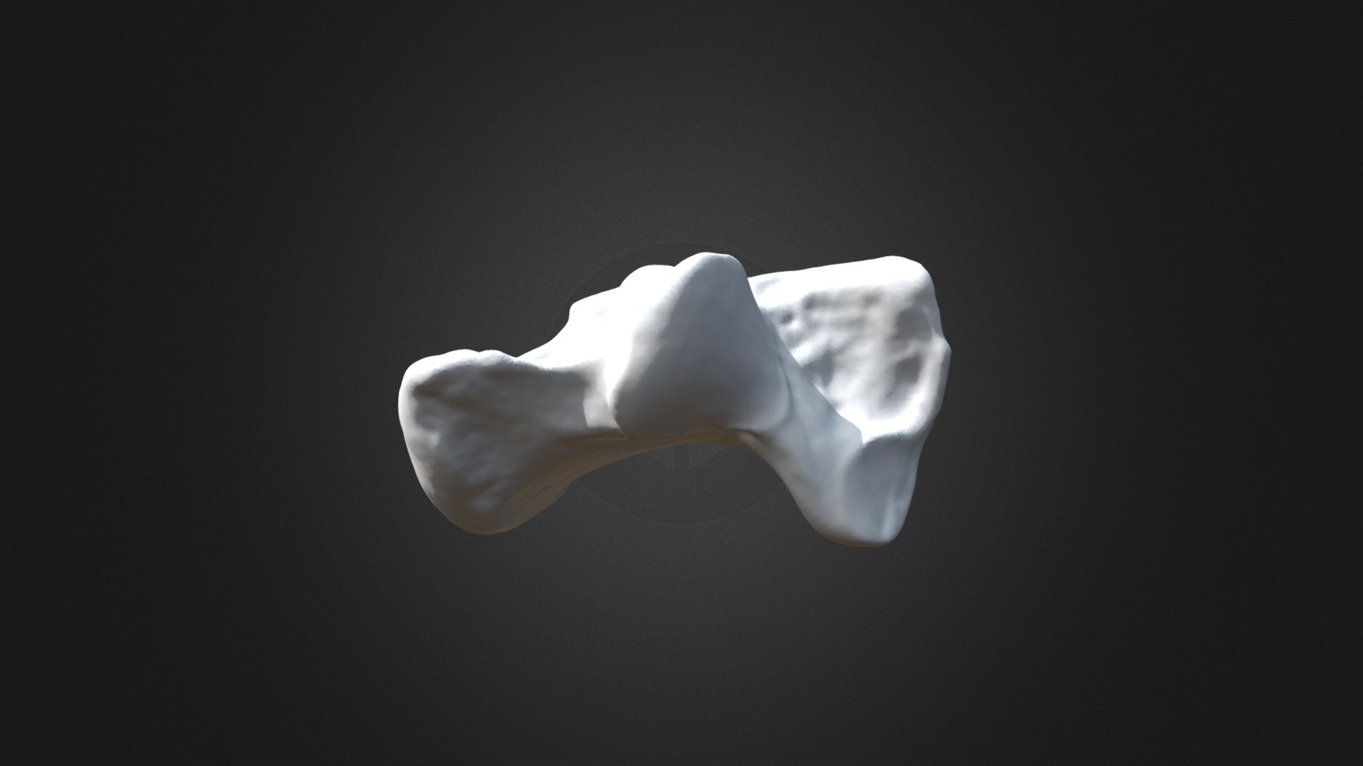 Pongo pygmaeus, calcaneus (right hindlimb)