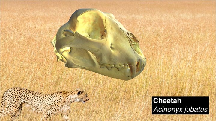 Cheetah skull with long sharp canines 3D Model