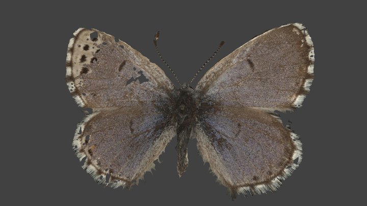 Pseurophilotes Vicrama – Modello 3D gratuito STL