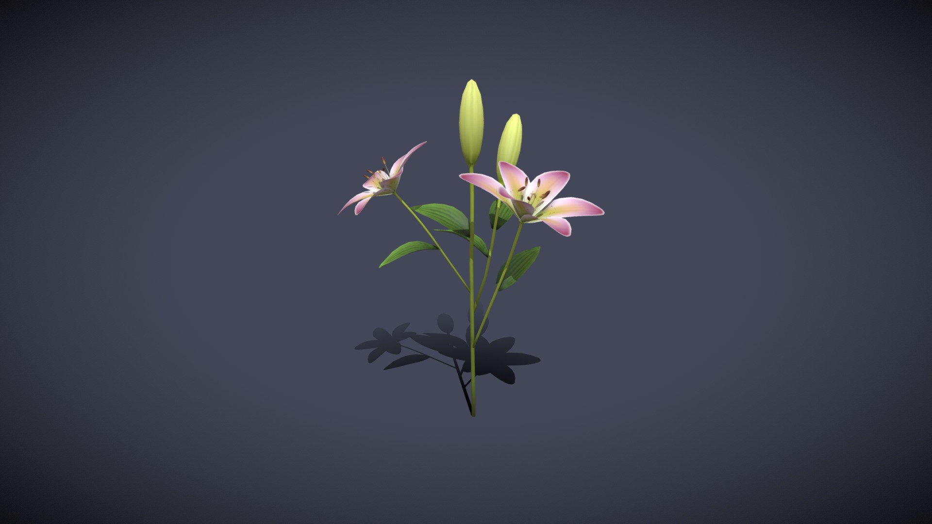 3D model Lily 3D Model - This is a 3D model of the Lily 3D Model. The 3D model is about a plant with flowers.