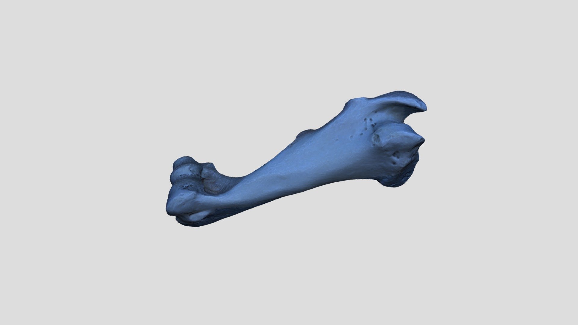 Bubalus Bubalis Humerus L