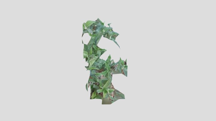 Plant 1 3D Model