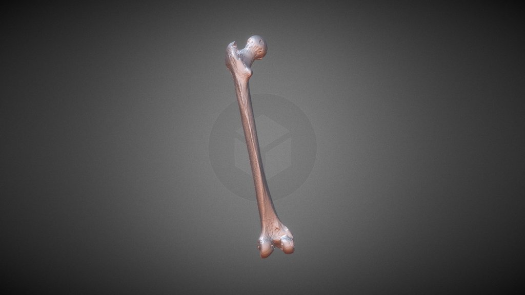 Femur HQ No Texture - 3D model by incisivo [189fb8f] - Sketchfab