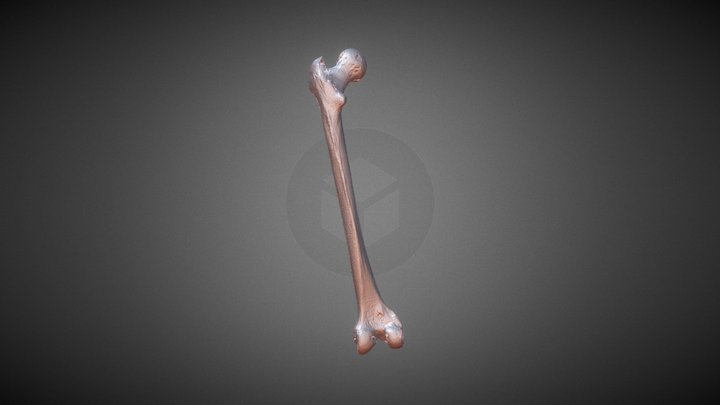 Femur HQ No Texture 3D Model
