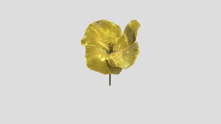 Sunlit Blossom 3D Model