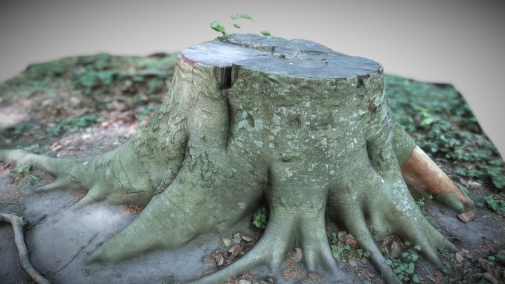 Treestump 3D Model