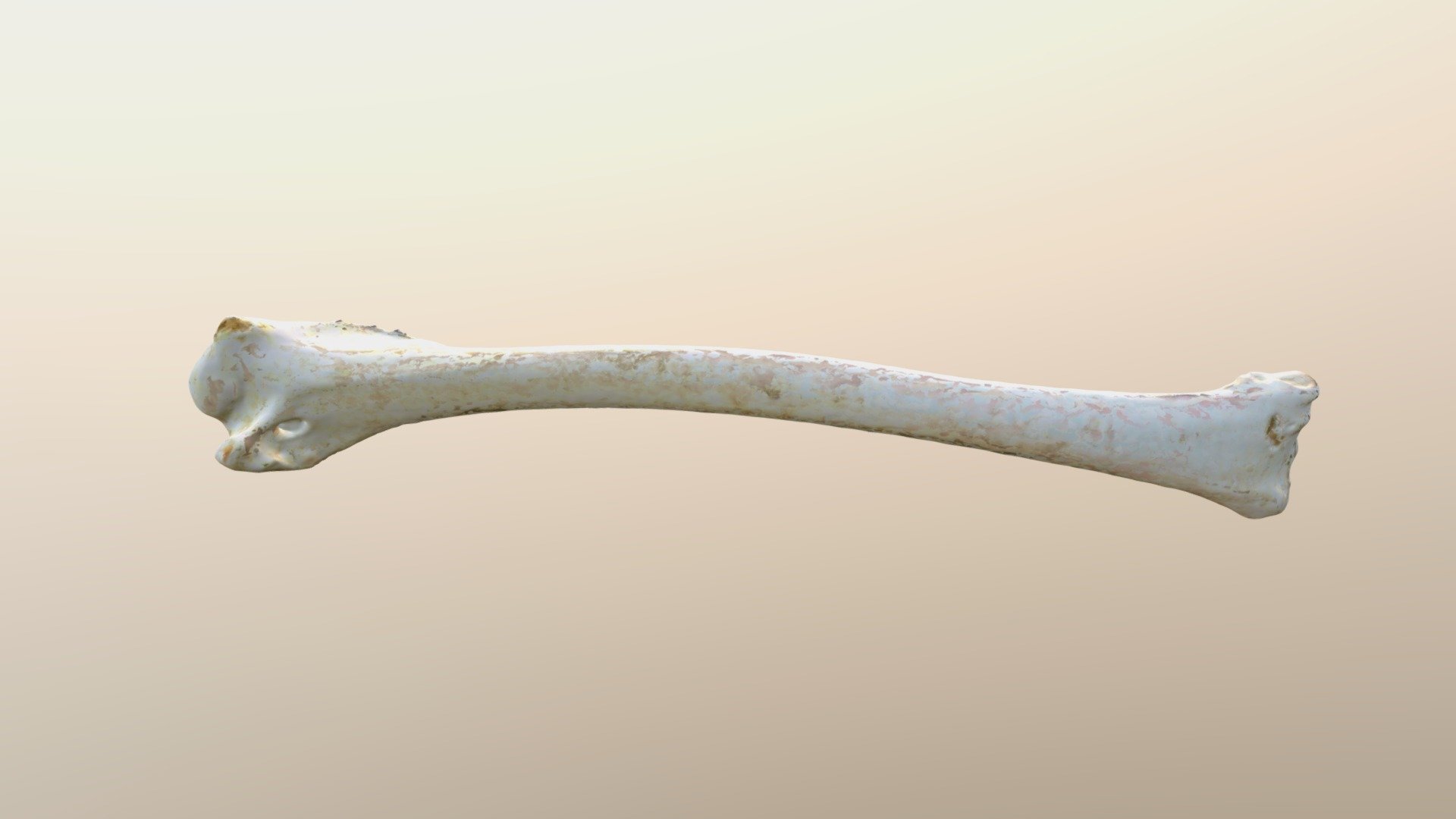 Bird Humerus (VCU_3D_2575)