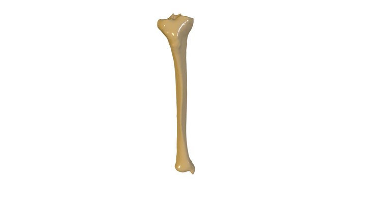 Tibia 3D Model