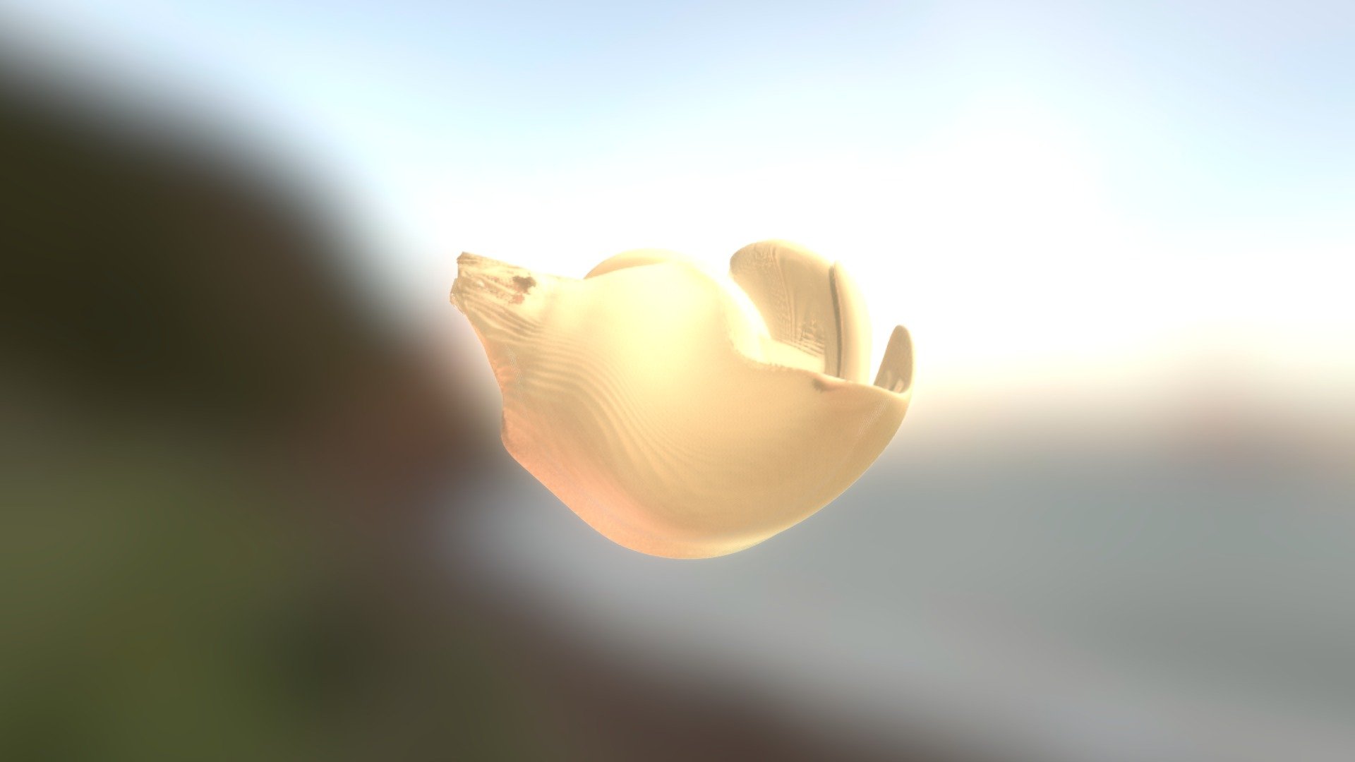 Conch