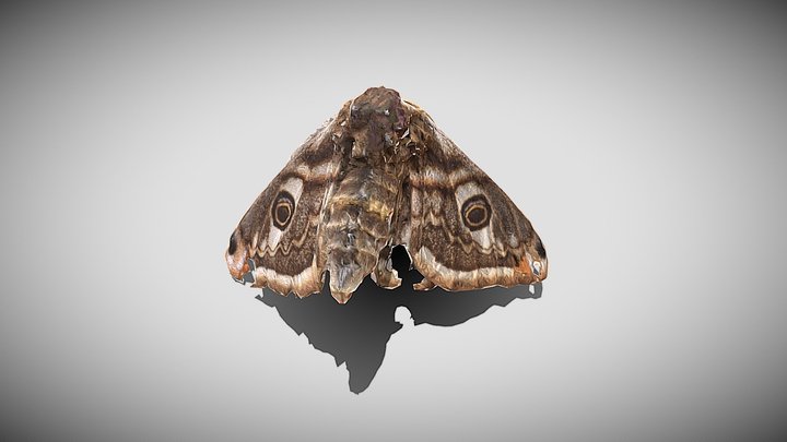 Moth 3D Model
