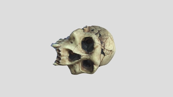 Homo Erectus Final 3D Model