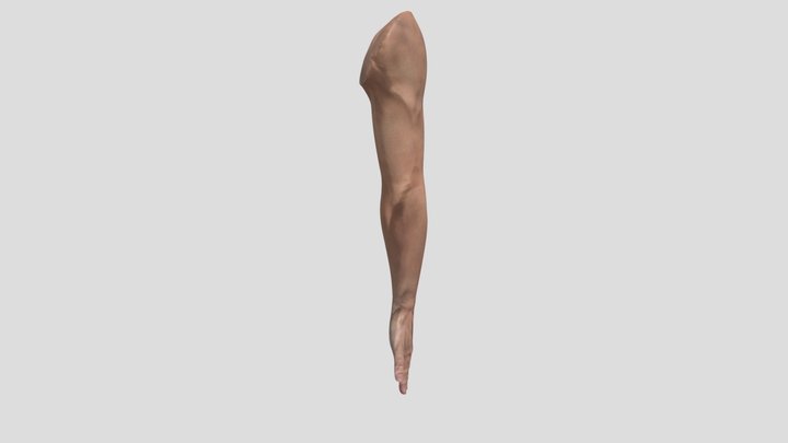 Tattoo Male Arm  model for Procreate app 3D Model