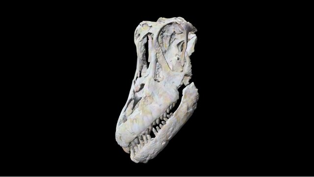 Sarmientosaurus skull - Argentinean titanosaur – Modello 3D gratuito STL