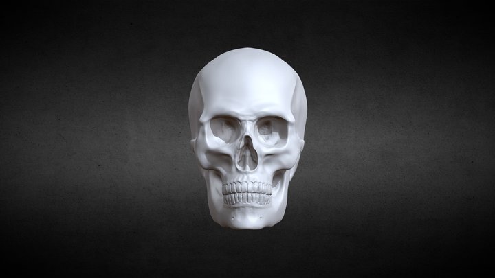 skull（practice） 3D Model