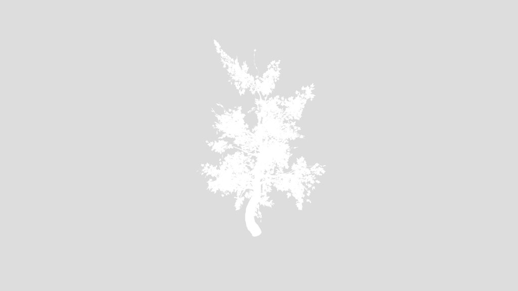 Maple Tree