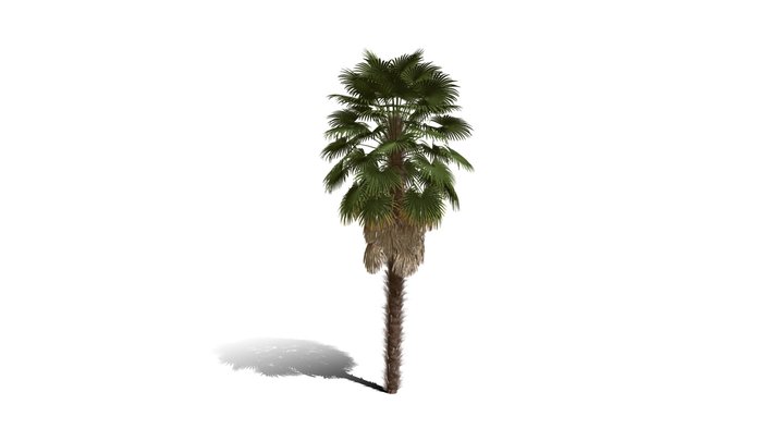 Realistic HD Windmill palm (23/25) 3D Model