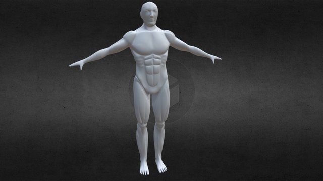 Human Body 3D Model
