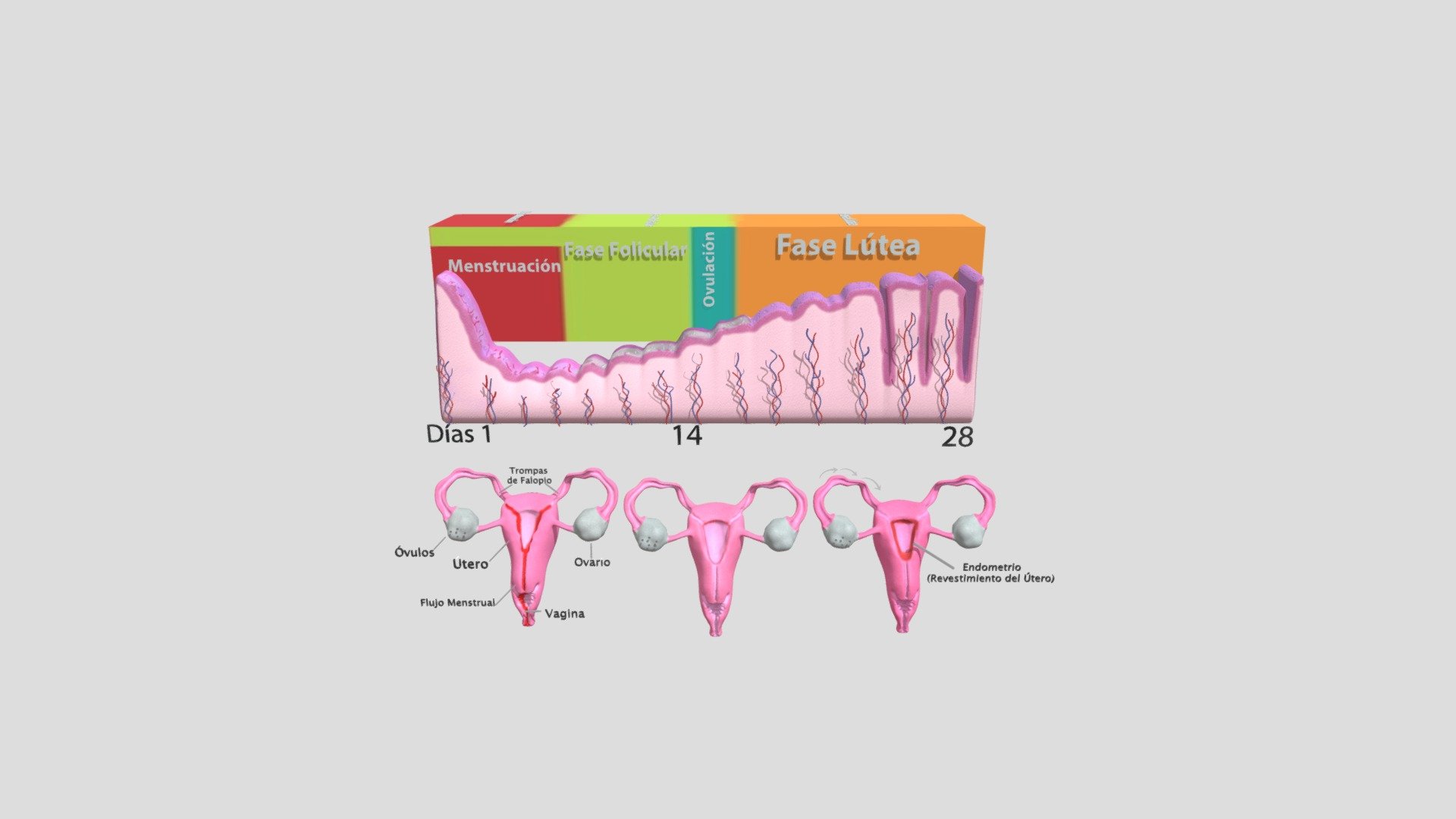 Fases Menstruación.