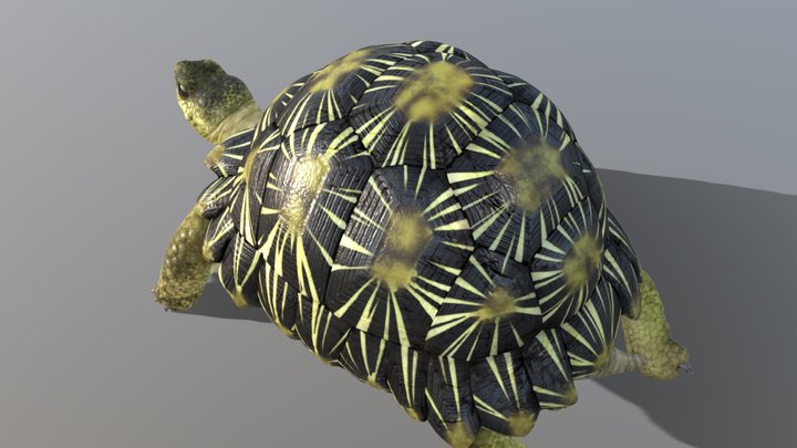 Radiated Tortoise 3D Model