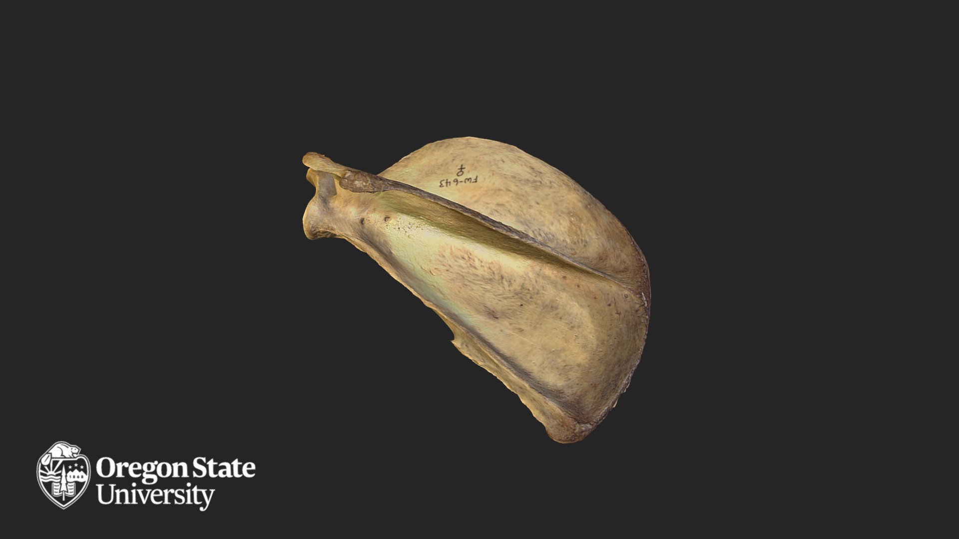 Cougar - FW 643 - Scapula