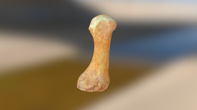 Metatarso 4704 3D Model