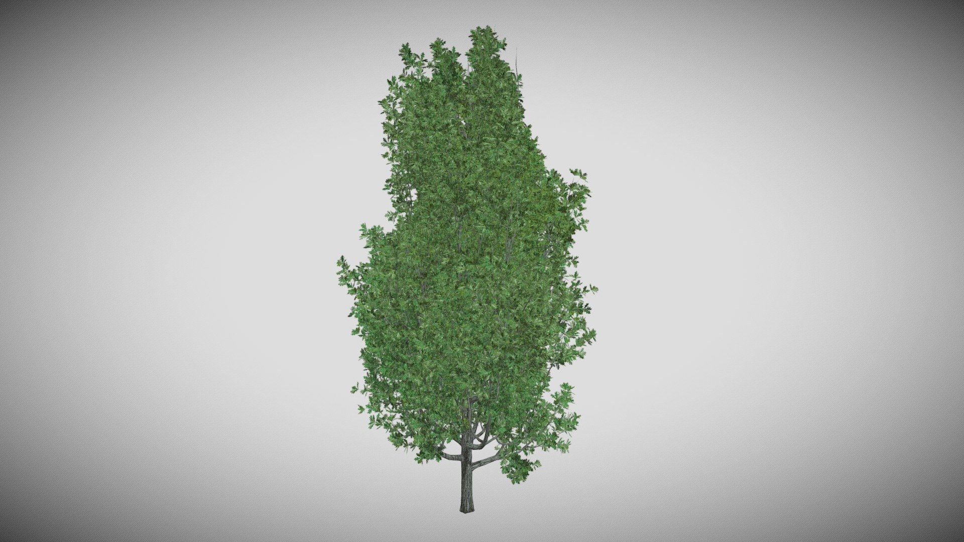 Cypress Oak Tree - Buy Royalty Free 3D model by DATEC_Studio [18cfd31 ...