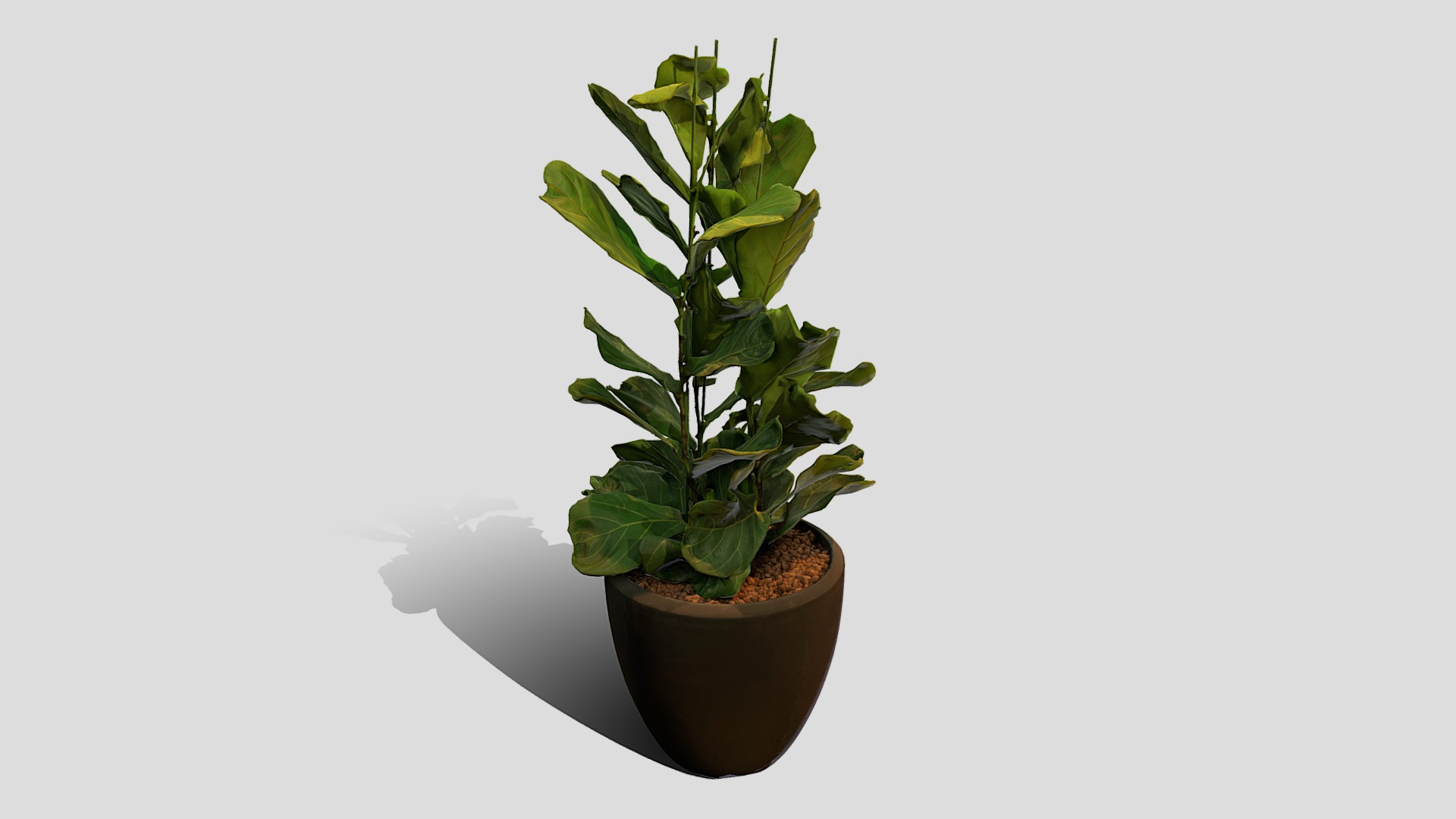 3D model Plant 3 - This is a 3D model of the Plant 3. The 3D model is about a potted plant on a white surface.
